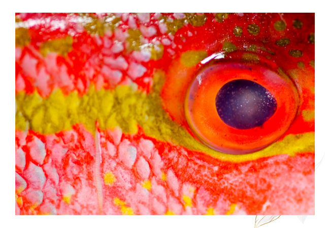 Internal structure of Eyes
